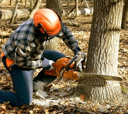 Tree Removal in Bladensburg, OH